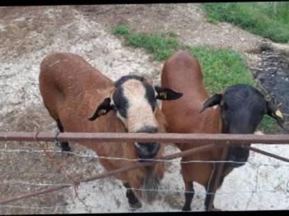 Bild 2:Black Belly Bock, handzahm, sehr zutraulich