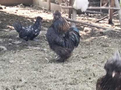 US Silkie Pärchen