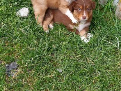 Australian Shepherd Mischlingswelpen