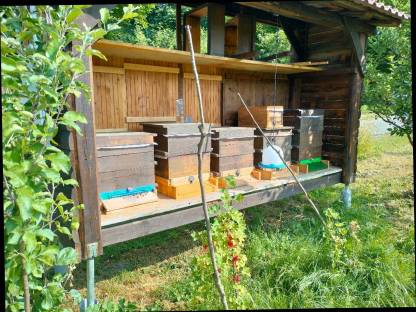 Bienenvolk Carnica