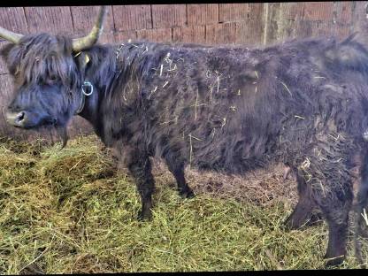Bild 3:Hochlandrind Kuh schwarz