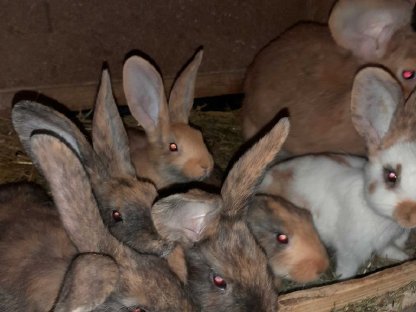 Bild 3:Jungtiere, Häsinnen, Rammler