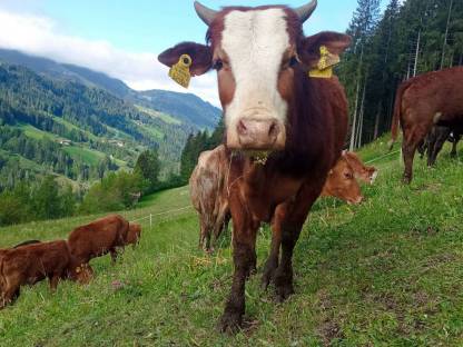Zwerg Zebu Stier