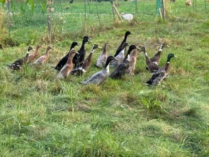 Bild 8:Orloff, Brahma, Indische Kämpfer, Nackthalshühner, Laufenten