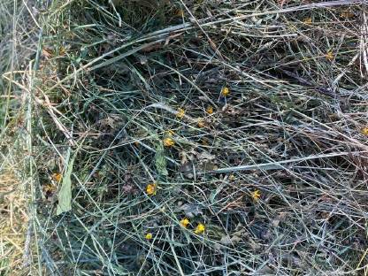 Bild 2:Heu, Kleinballen, Schwedenreiter, Hifel, Heuballen