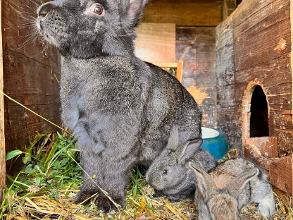 Bild 2:Belgische Riesenhasen zu verkaufen