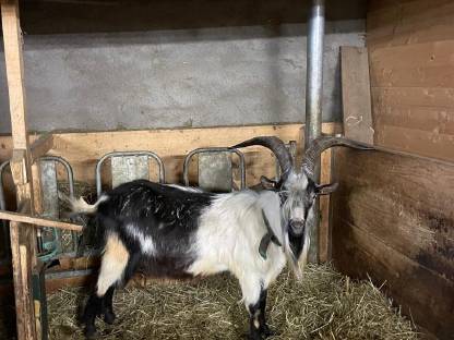 Pfauenziegenbock