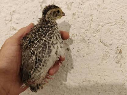 Bild 5:Wachteln, Wachtelküken, Bruteier, Speiseeier