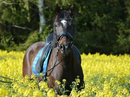 Warmblutstute