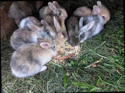 Bild 4:Zwergkaninchen laufend zu verkaufen