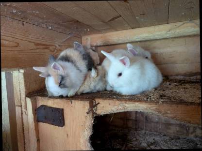 Bild 2:In allen Farben Zwergkaninchen ganzjährig zu vergeben