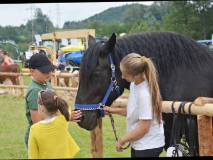 Bild 2:Noriker Glanzrappe