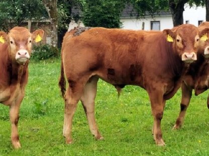 Limousin Stiere genetisch hornlos