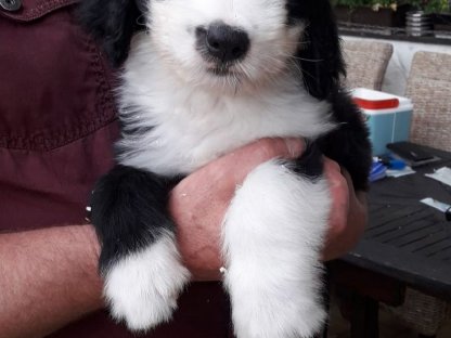 Bearded Collie Bobtail Mischlingswelpen