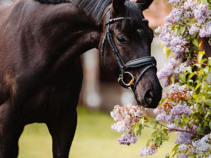 Schicker Trakehner Wallach
