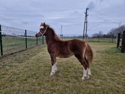 Bild 2:Welsh Mountain Pony