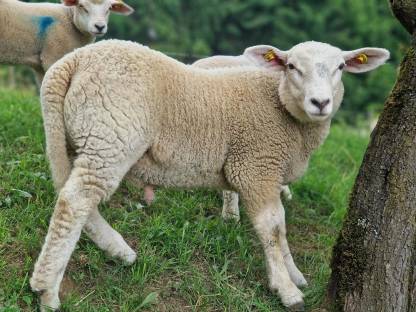 Texel Jungböcke zum Verkauf