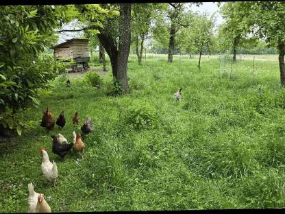 Bild 7:Bruteier oder Küken