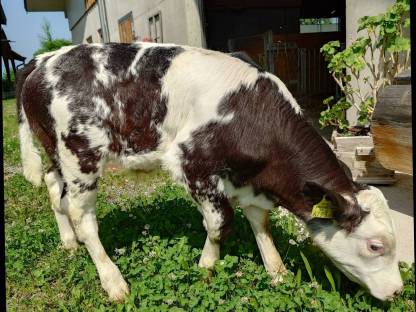 Bio Stierkalb