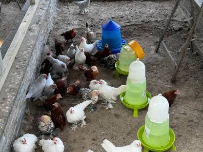 Bild 2:Federfüßige Jungtiere