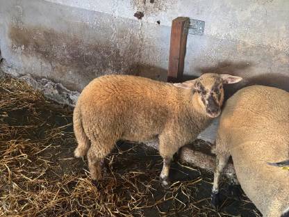 Bild 3:Lämmer zu verkaufen