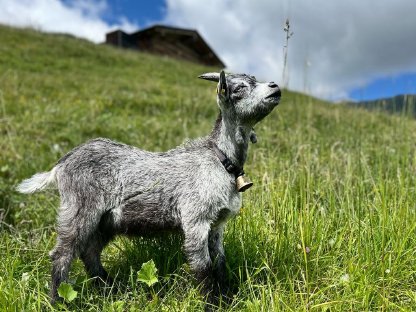 Bild 2:Blobe Ziege