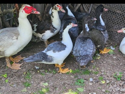 Warzenenten/Moschusenten