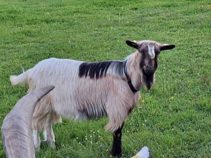 Ziegen