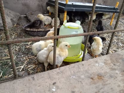 Bild 4:Altsteirer und Sulmtaler Küken zu verkaufen sowie Laufenten