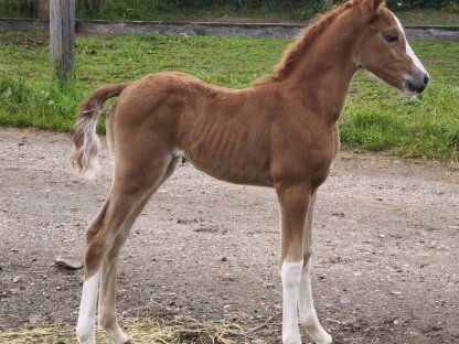 Bild 3:Tolles Reitpony-Stutfohlen