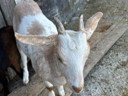 Wunderhübsche Jungziegen