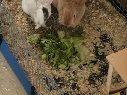 Zwergkaninchen und reinrassiger Löwenkopf