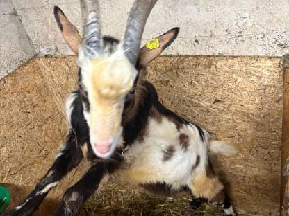 Bild 2:Tauernschecken Jungbock Rocky