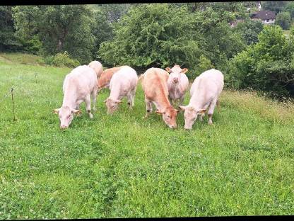 Bild 4:Blonde d'Aquitaine Zuchtkalbinnen belegfähig