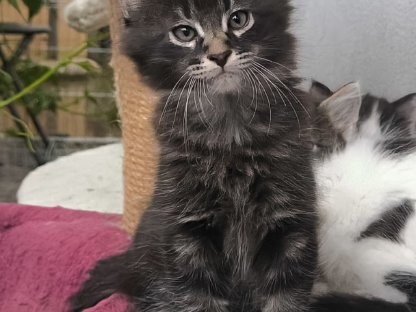 Kräftige Maine Coon Kätzchen