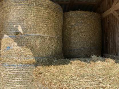 Bild 3:Heuballen 1. Schnitt - Ernte 2025