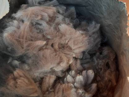 Bild 2:Alpakavlies
