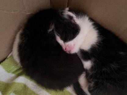 Babykatzen zu verschenken