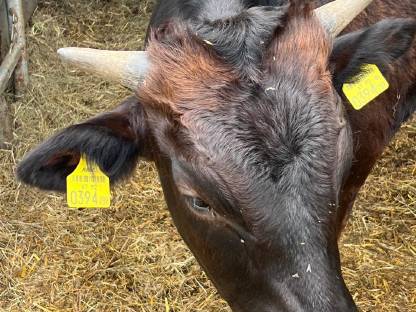 Bild 3:Wagyu-Stier, 100%