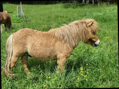 Original Mini Shetland Ponyhengst