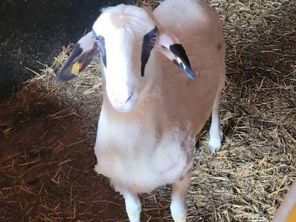 Bild 3:Brillenschaf Widder