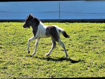Bild 5:Isländer Islandpferde, Fohlen, Absetzer