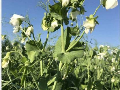 Suche Körnererbse, Sommerwicke