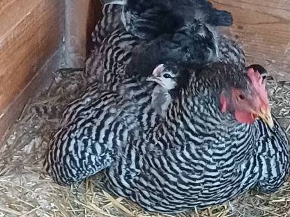 BRABANTNER Bauernhuhn HÄHNE