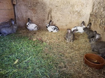 Bild 5:Kaninchen, Fleischhasen/Schlachthasen