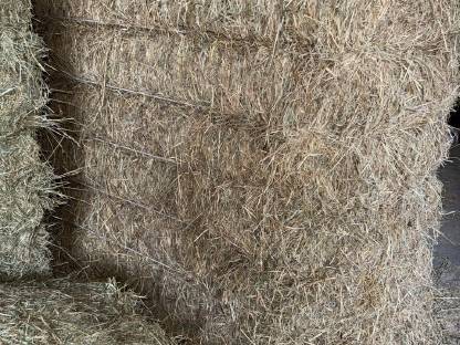 Bild 2:Hochwertiges Pferdeheu 1. Schnitt 2024