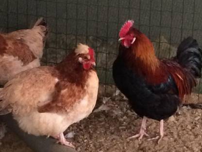 Bild 6:Sulmtaler Hühner, Hähne, Küken, Bruteier