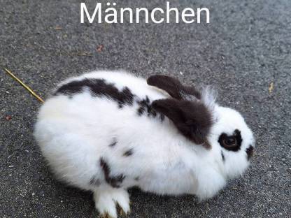 Bild 3:Löwenkopf-Hasen