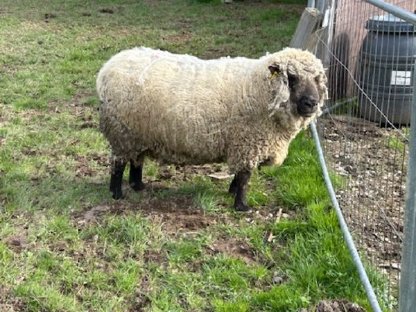 Bild 3:Shropshire Schafbock / Zuchtbock