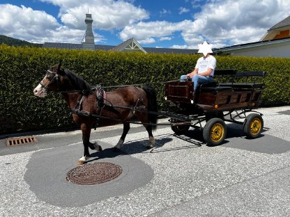 Bild 6:Kutsche für Haflinger oder Pony